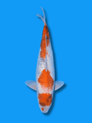 Ginrin Ochiba Showa | Koi&Co.